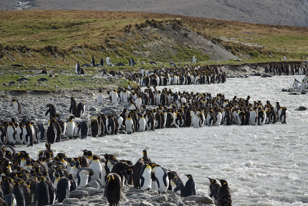 Südgeorgien und Südliche Sandwichsinseln - Saint Andrews Bay