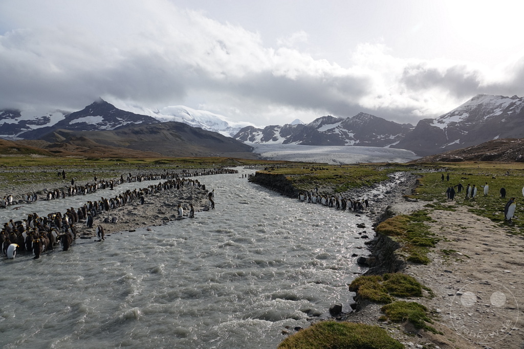 Südgeorgien und Südliche Sandwichsinseln - Saint Andrews Bay