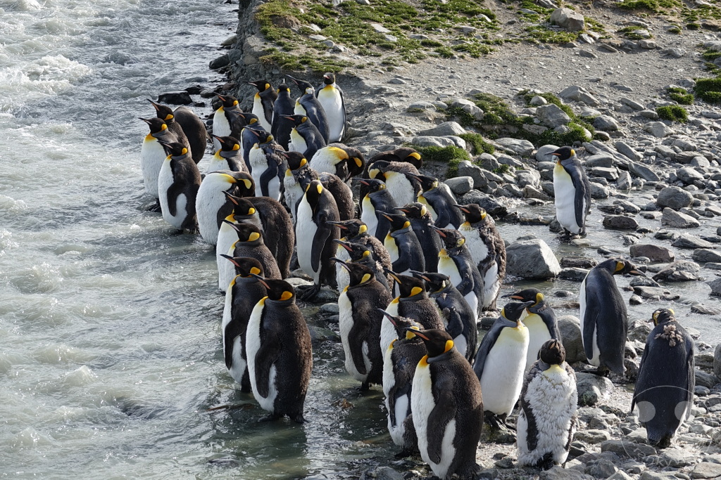Südgeorgien und Südliche Sandwichsinseln - Saint Andrews Bay