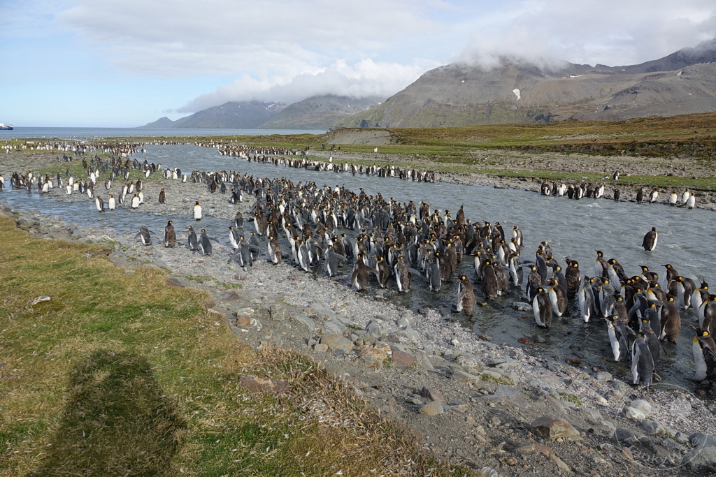 Südgeorgien und Südliche Sandwichsinseln - Saint Andrews Bay