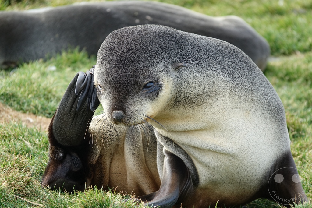 Südgeorgien und Südliche Sandwichsinseln - Saint Andrews Bay