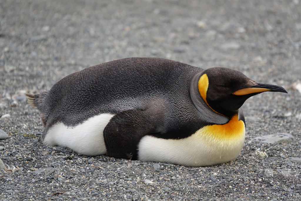 Südgeorgien und Südliche Sandwichsinseln - Saint Andrews Bay