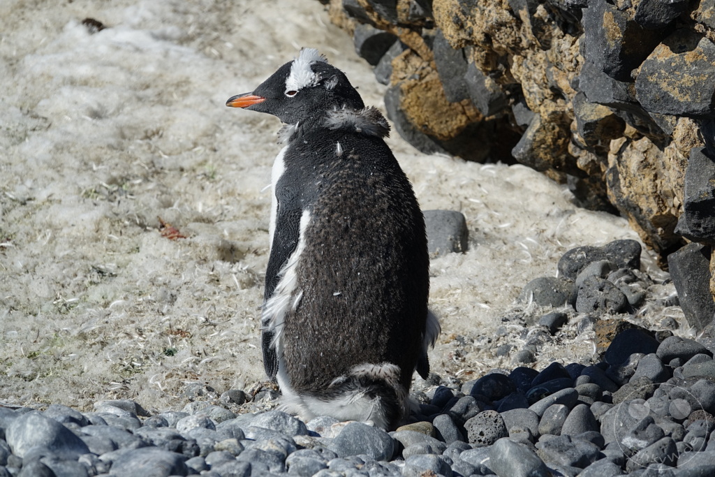 Antarktis - Fortín Sgto Cabral