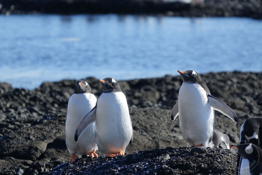 Antarktis - Fortín Sgto Cabral