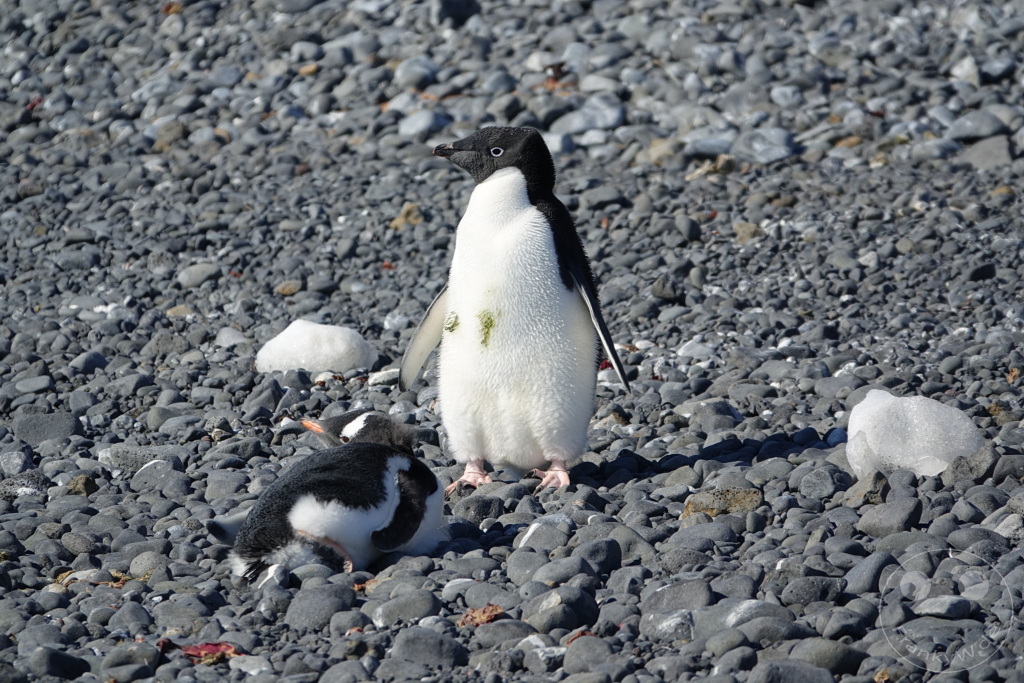 Antarktis - Fortín Sgto Cabral