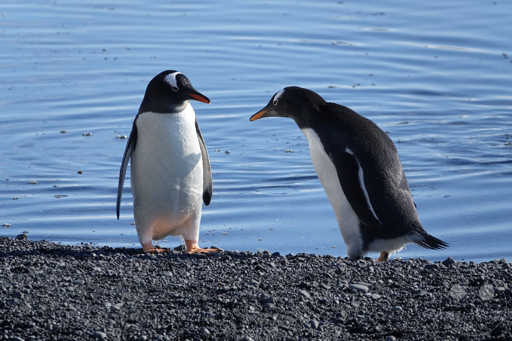 Antarktis - Fortín Sgto Cabral