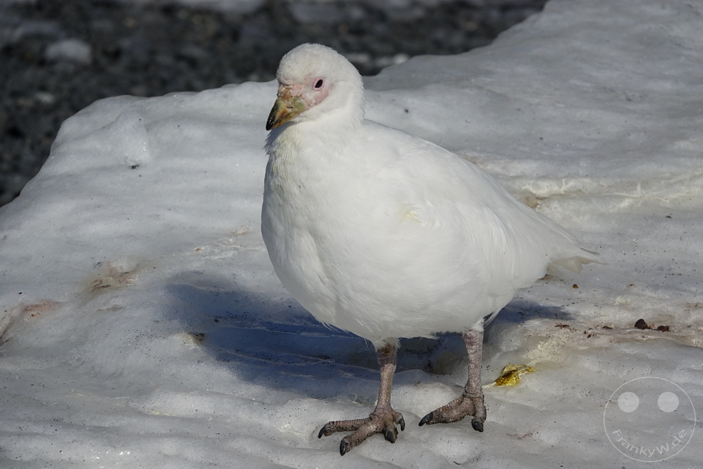 Antarktis - Fortín Sgto Cabral