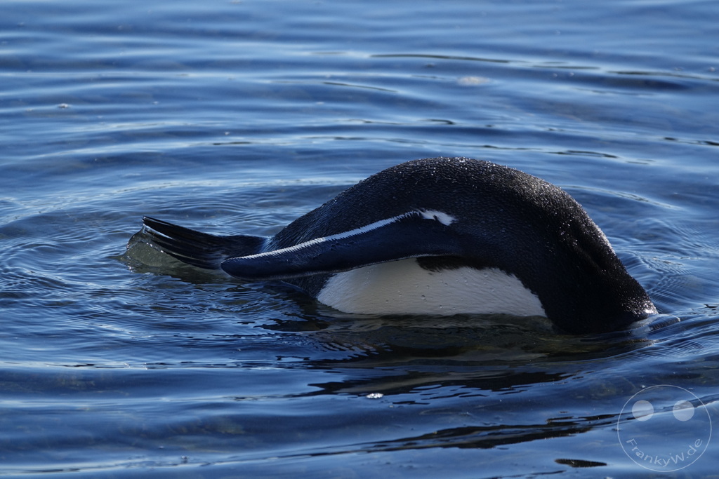 Antarktis - Fortín Sgto Cabral