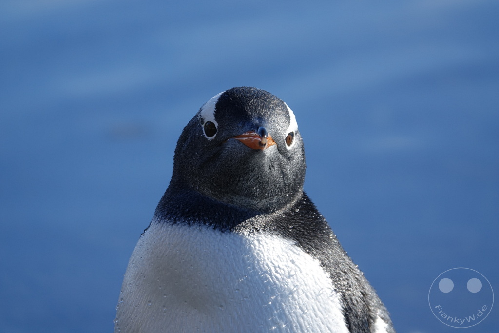 Antarktis - Fortín Sgto Cabral