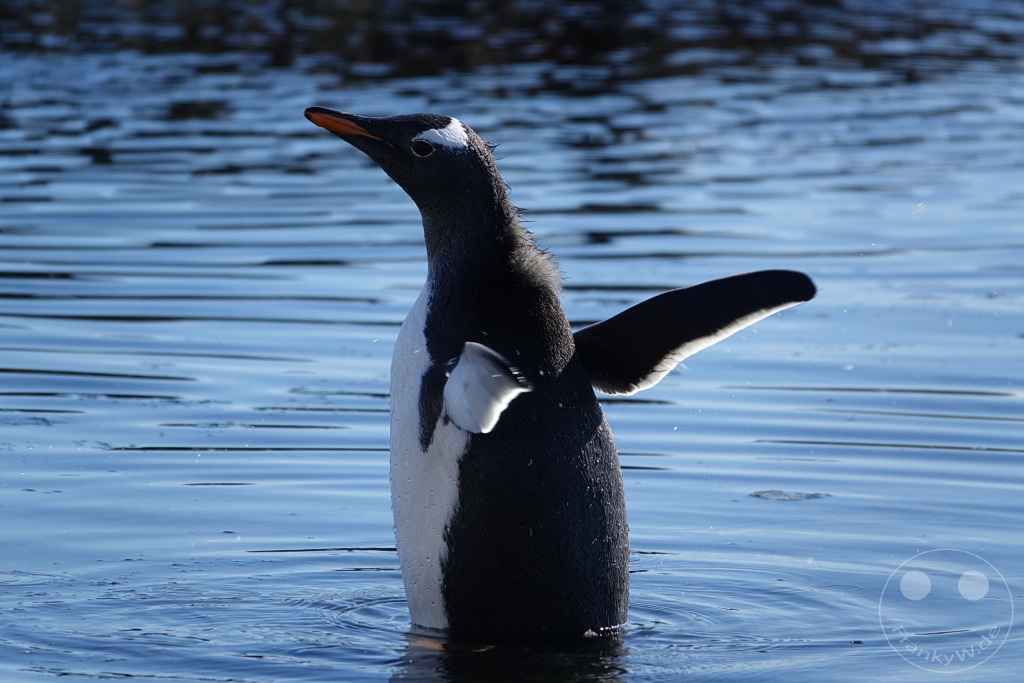 Antarktis - Fortín Sgto Cabral