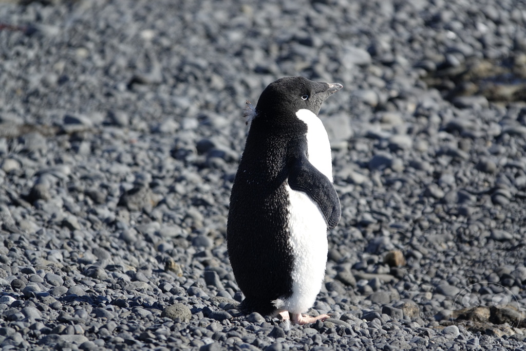 Antarktis - Fortín Sgto Cabral