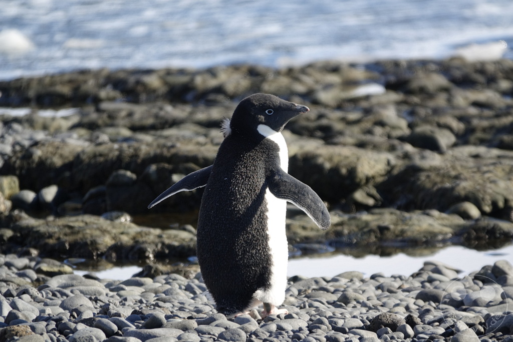 Antarktis - Fortín Sgto Cabral