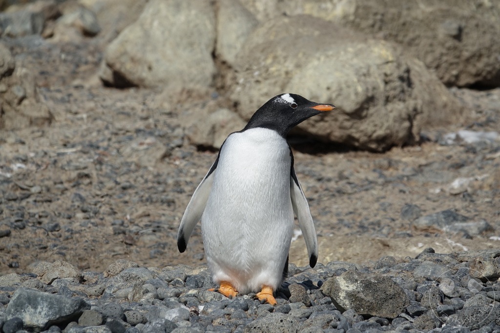 Antarktis - Fortín Sgto Cabral