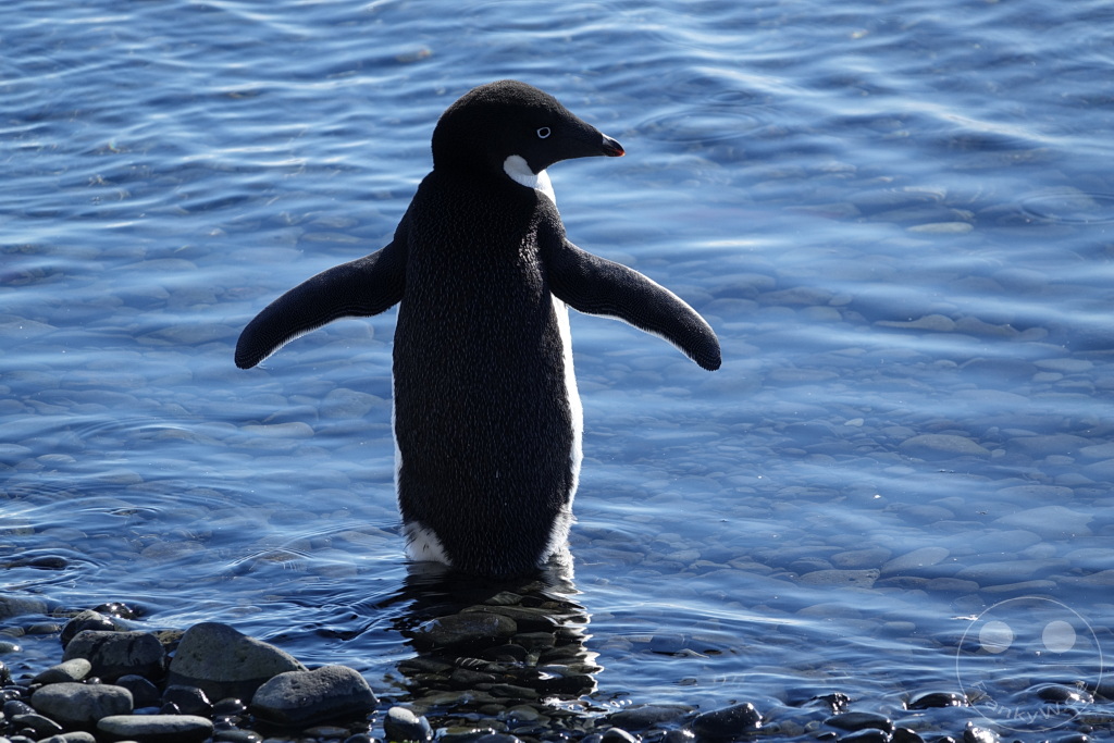 Antarktis - Fortín Sgto Cabral