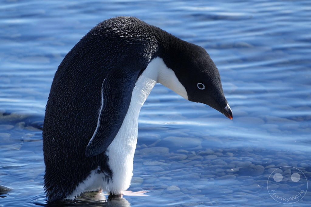Antarktis - Fortín Sgto Cabral