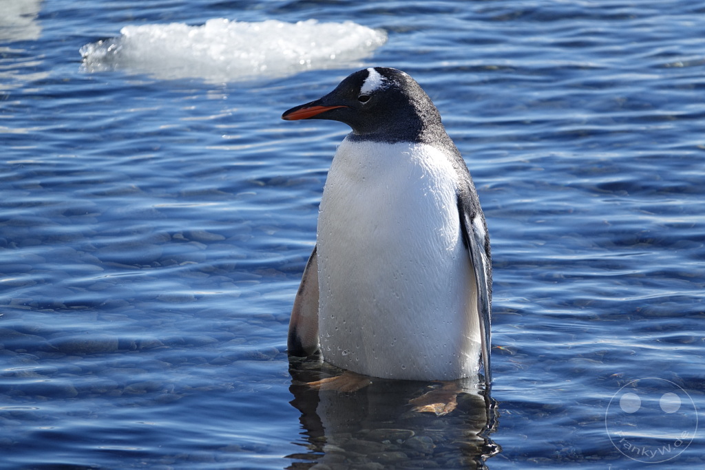 Antarktis - Fortín Sgto Cabral