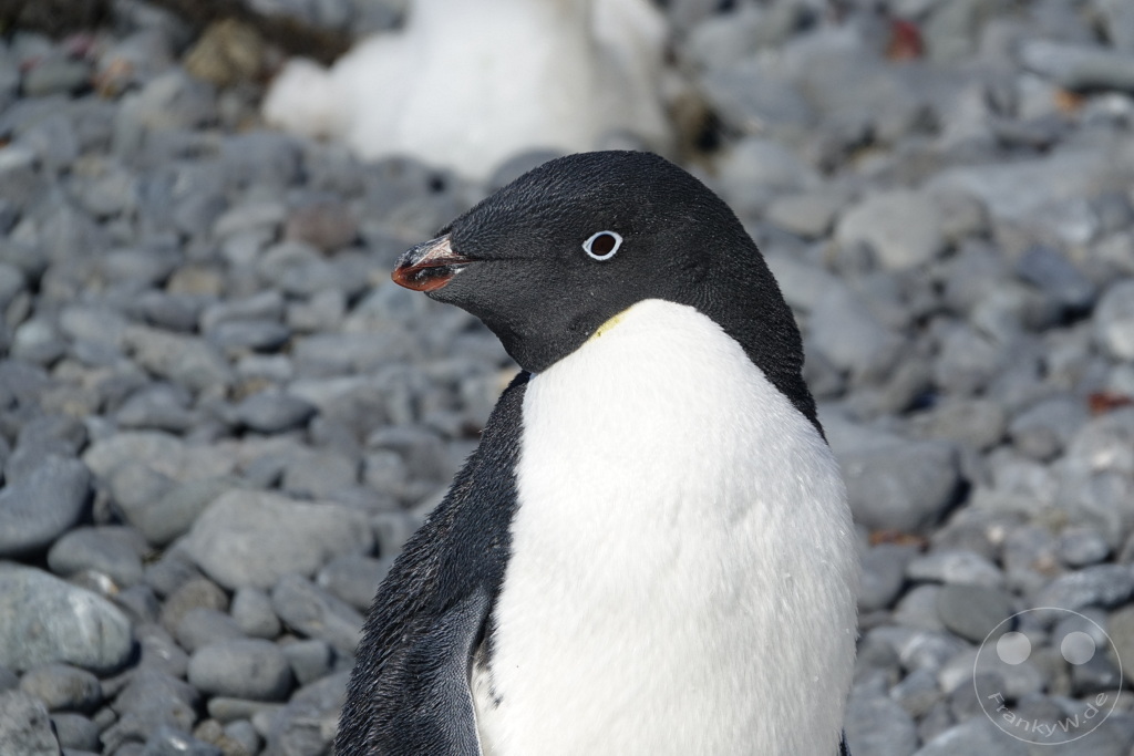 Antarktis - Fortín Sgto Cabral