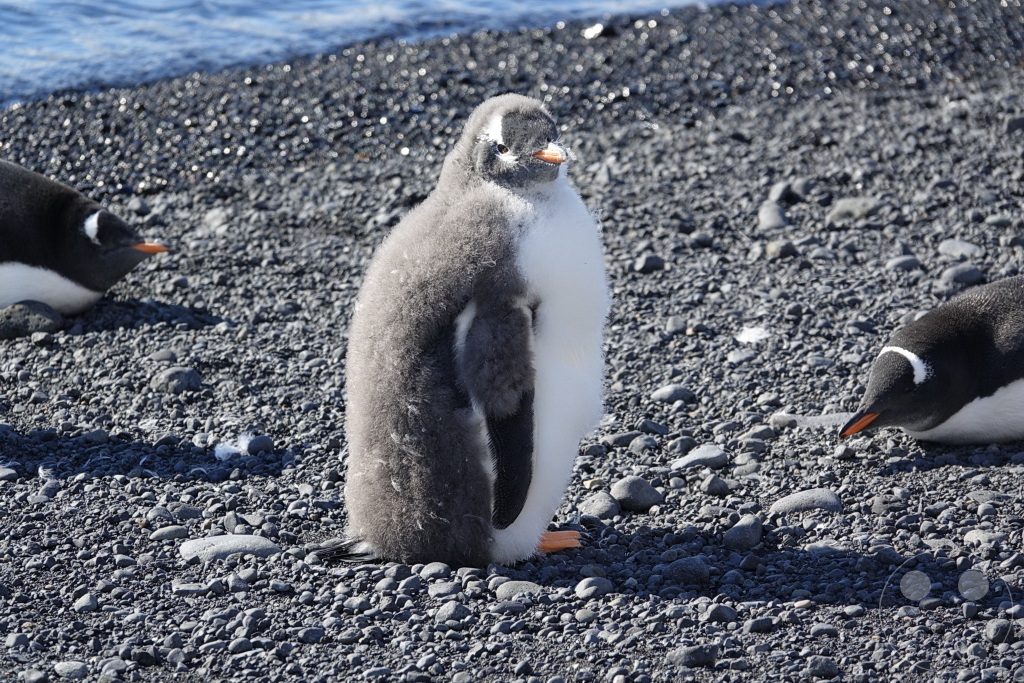 Antarktis - Fortín Sgto Cabral