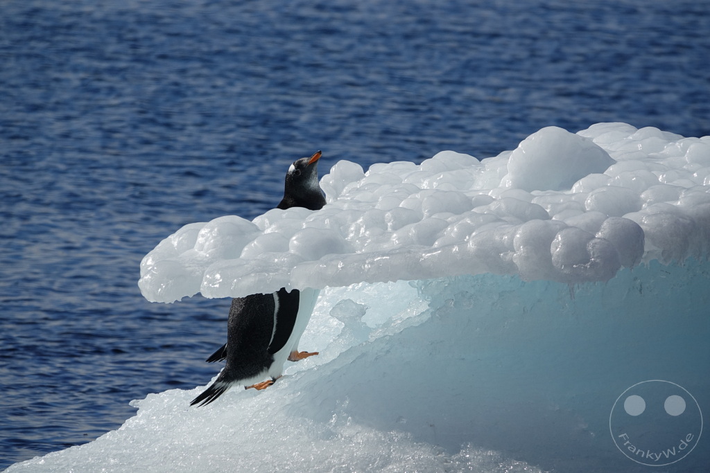 Antarktis - Fortín Sgto Cabral