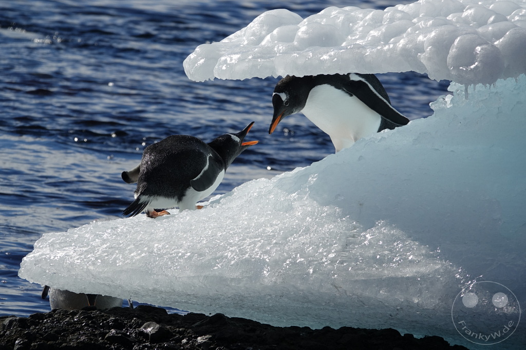 Antarktis - Fortín Sgto Cabral
