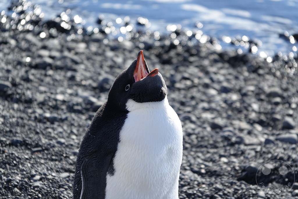 Antarktis - Fortín Sgto Cabral