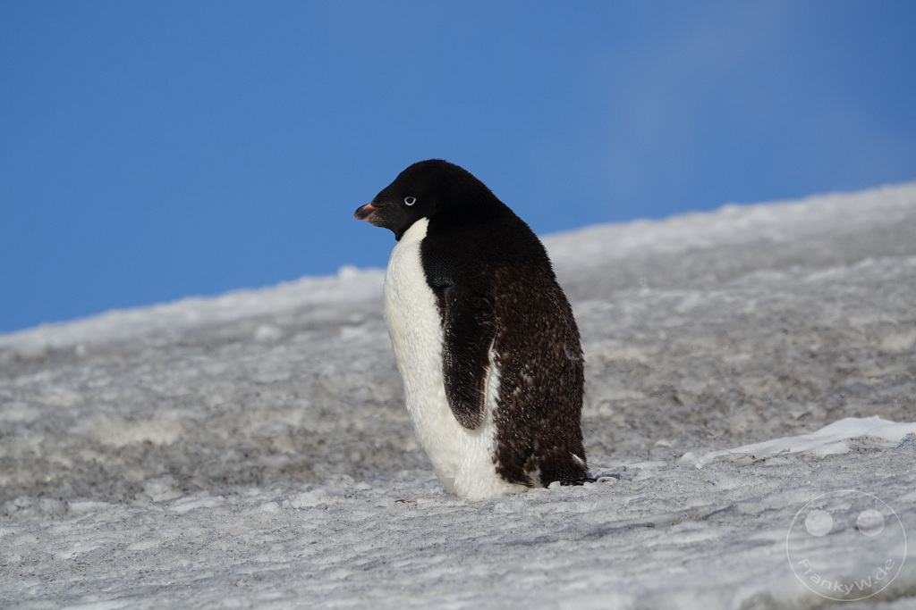 Antarktis - Fortín Sgto Cabral