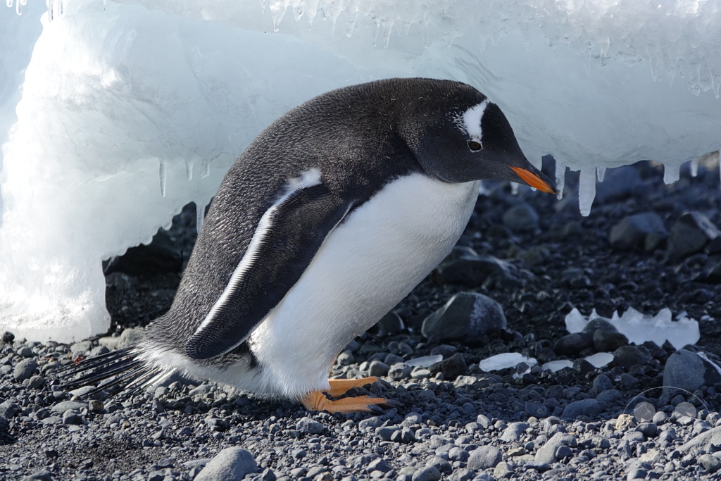 Antarktis - Fortín Sgto Cabral