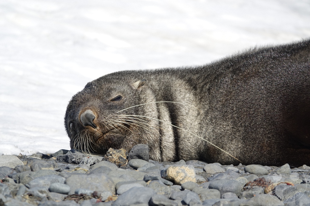 Antarktis - Fortín Sgto Cabral