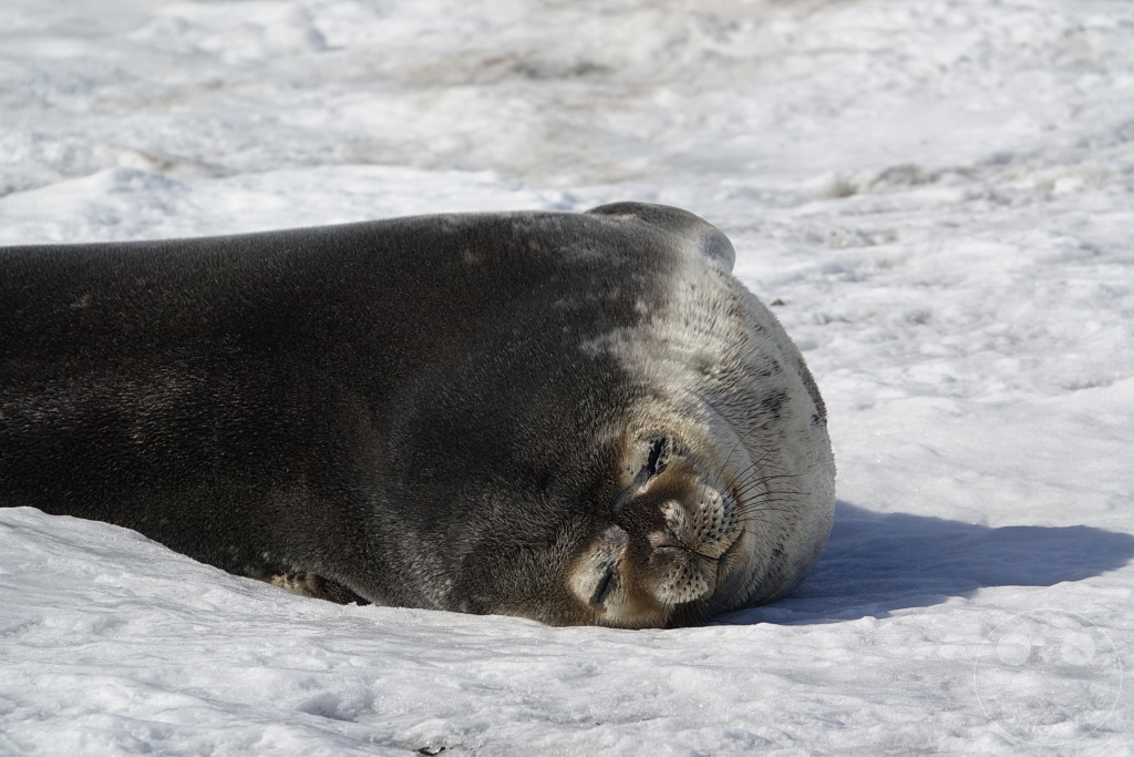 Antarktis - Fortín Sgto Cabral