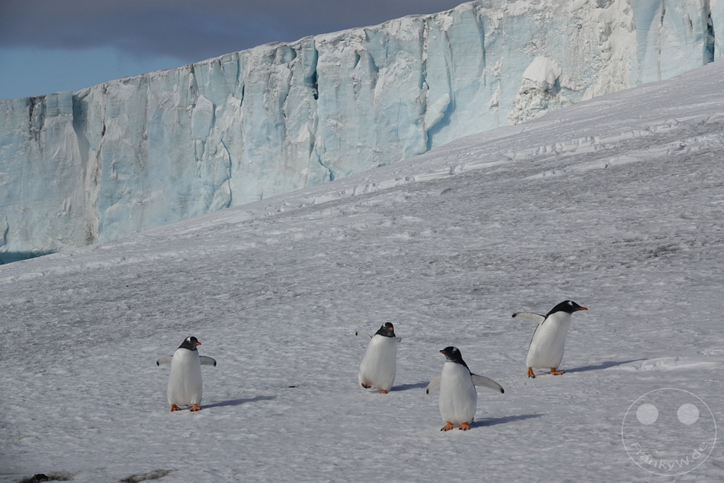 Antarktis - Fortín Sgto Cabral