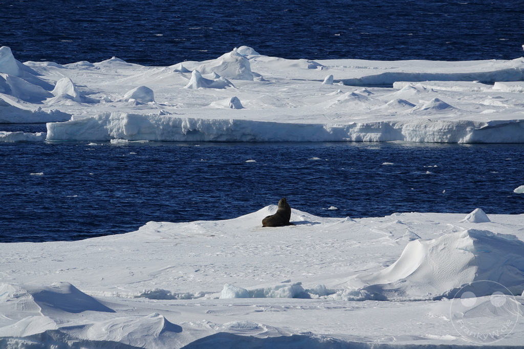 Antarktis - Fortín Sgto Cabral