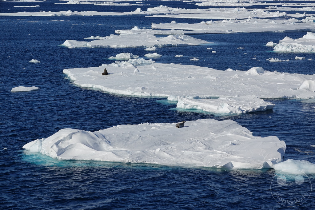 Antarktis - Fortín Sgto Cabral