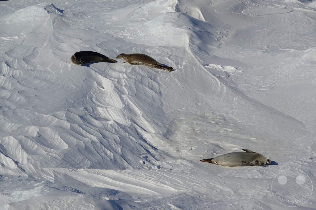 Antarktis - Fortín Sgto Cabral