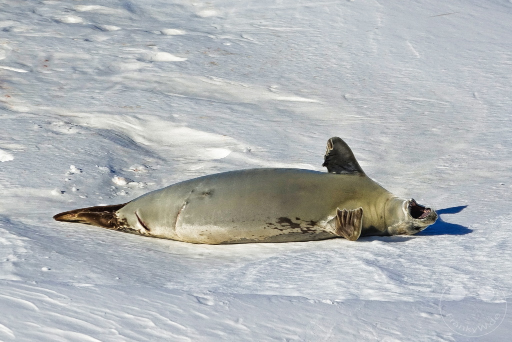 Antarktis - Fortín Sgto Cabral