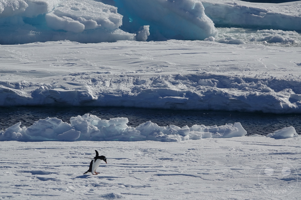 Antarktis - Fortín Sgto Cabral