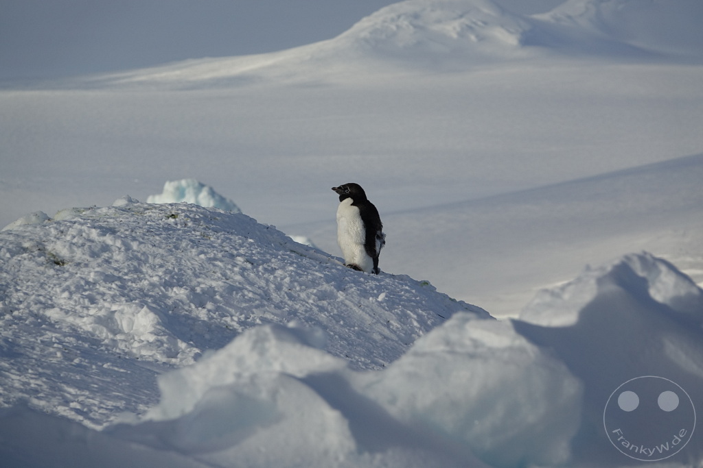 Antarktis - Fortín Sgto Cabral