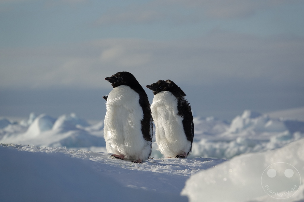 Antarktis - Fortín Sgto Cabral