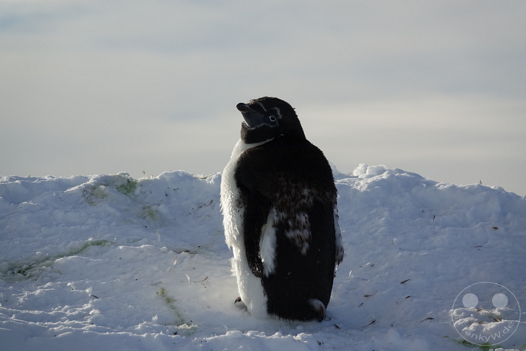 Antarktis - Fortín Sgto Cabral