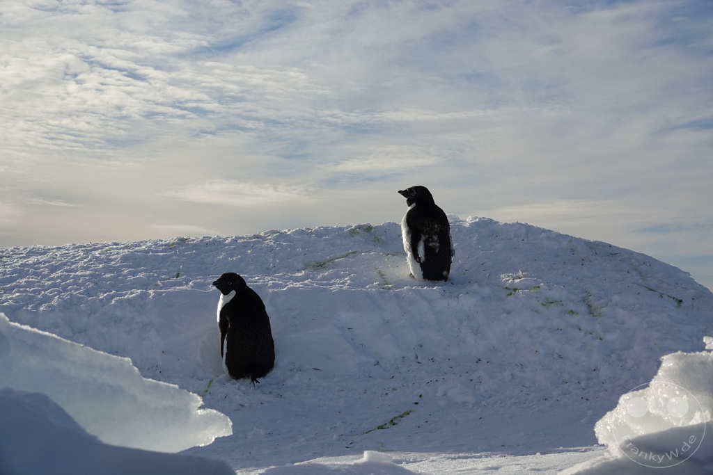Antarktis - Fortín Sgto Cabral