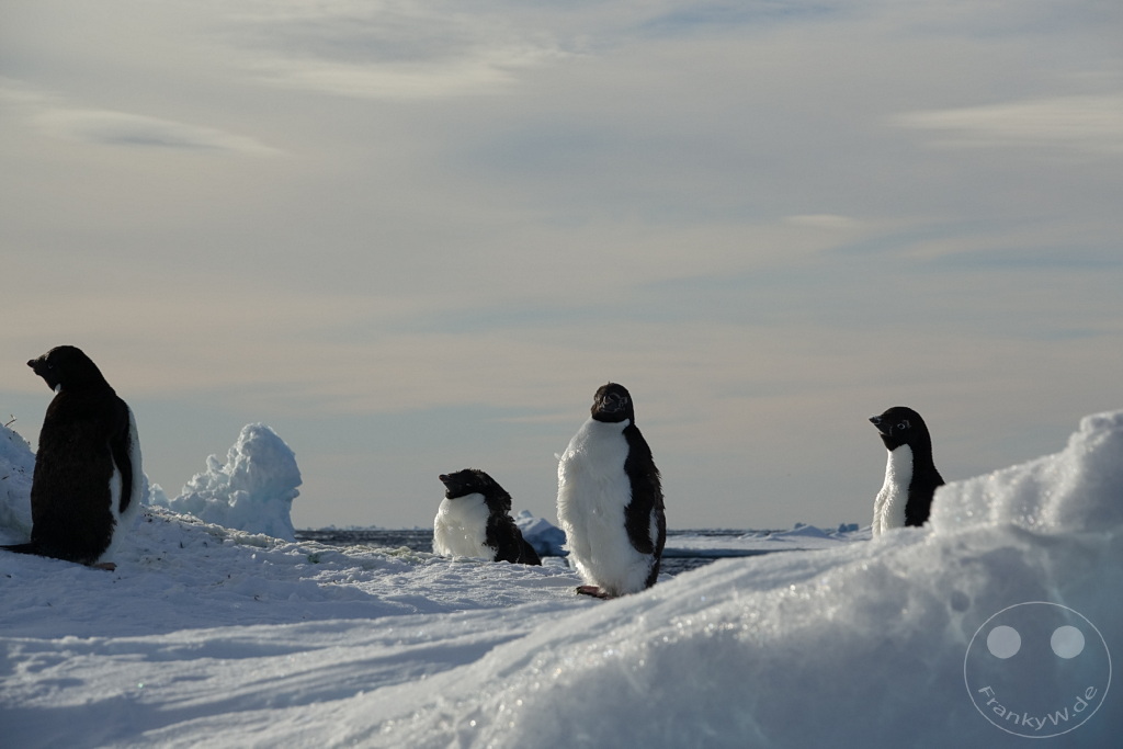 Antarktis - Fortín Sgto Cabral