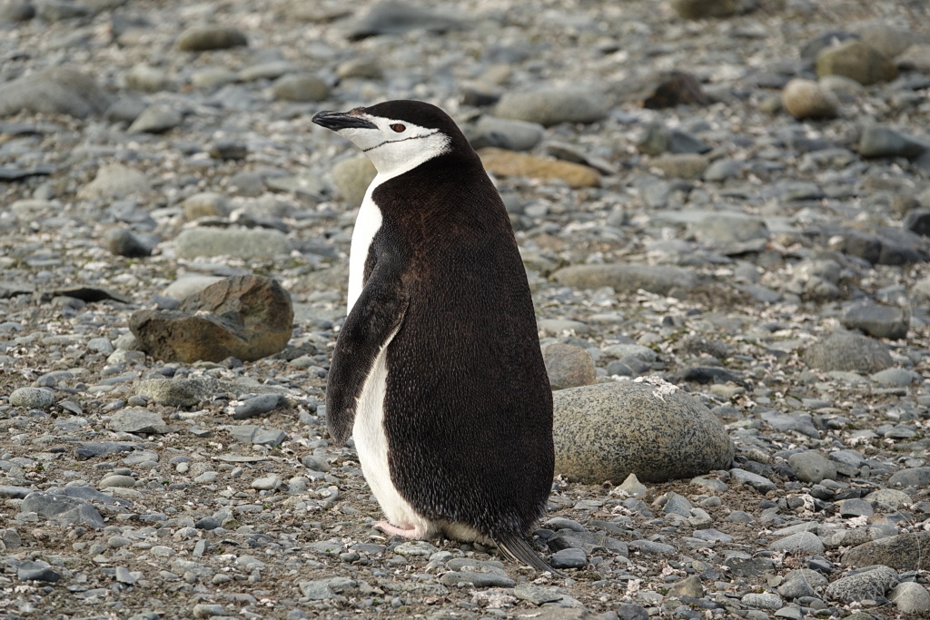 Antarktis - Half Moon Island