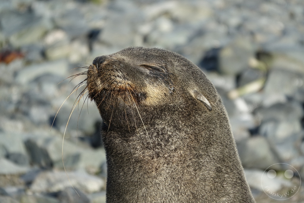 Antarktis - Half Moon Island