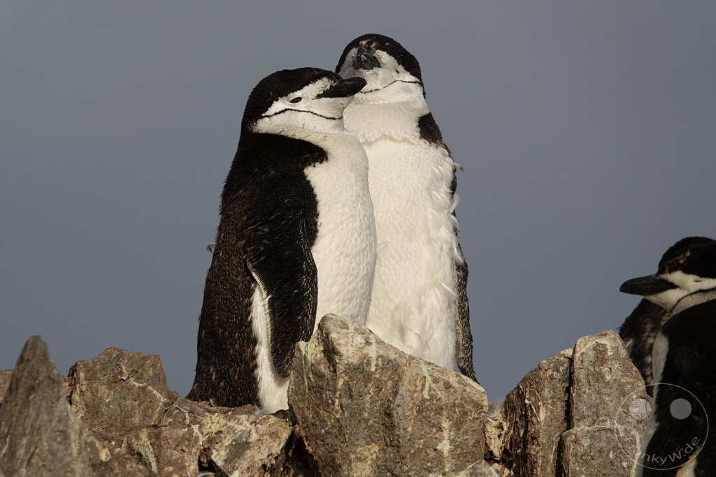 Antarktis - Half Moon Island