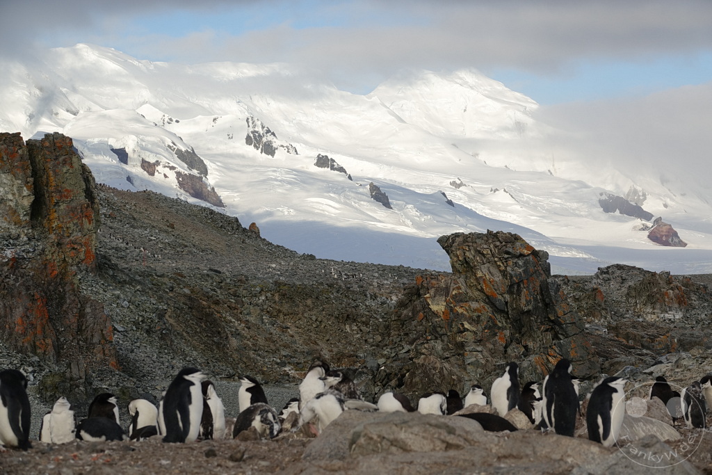 Antarktis - Half Moon Island