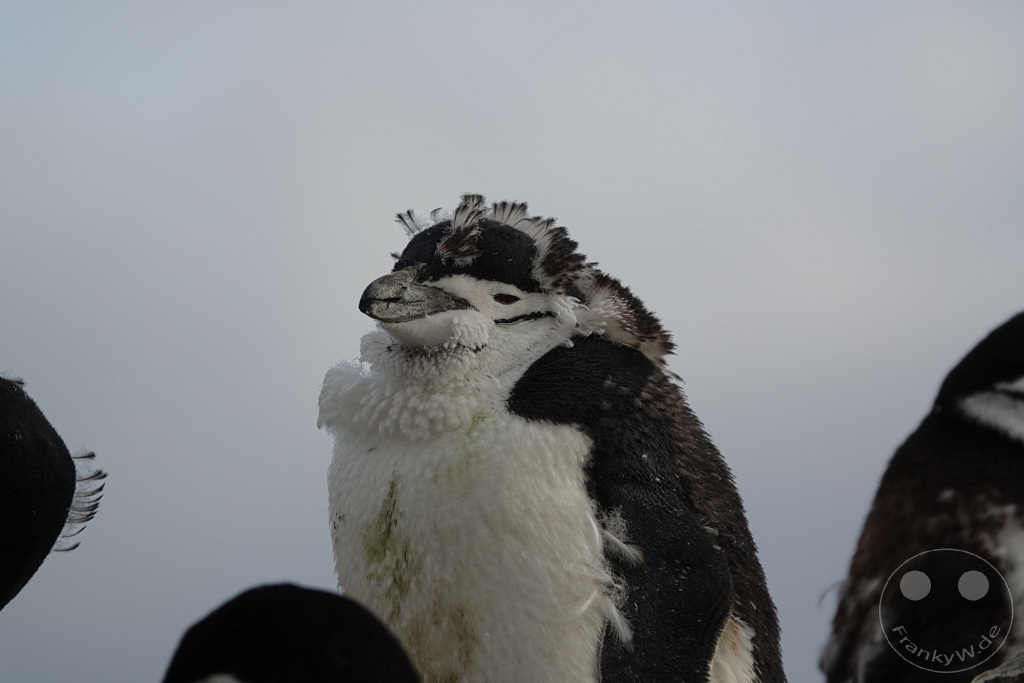 Antarktis - Half Moon Island