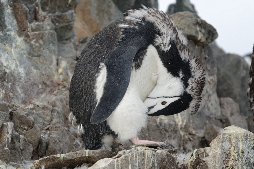 Antarktis - Half Moon Island