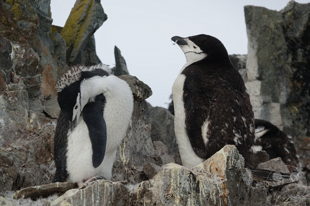 Antarktis - Half Moon Island