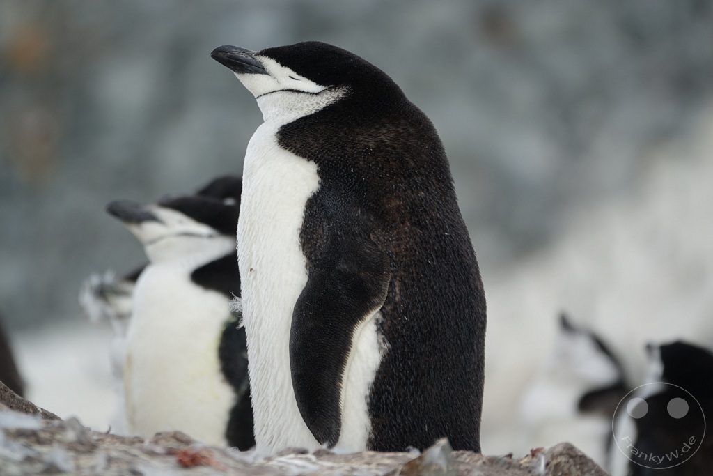 Antarktis - Half Moon Island