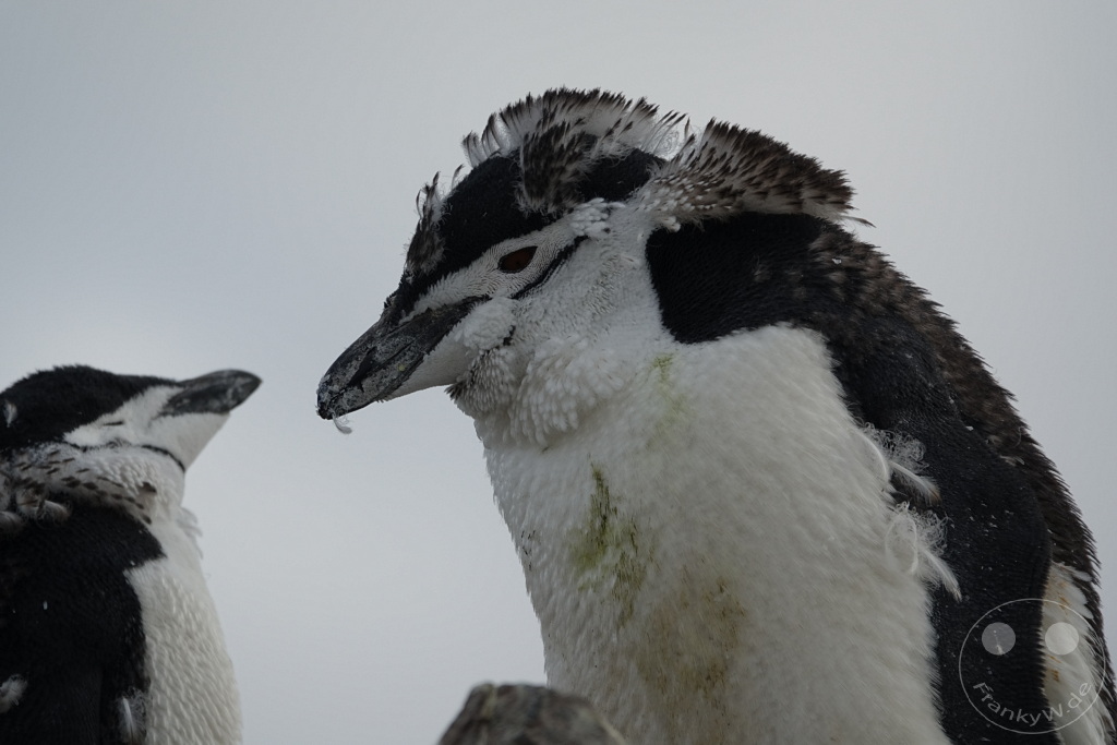 Antarktis - Half Moon Island