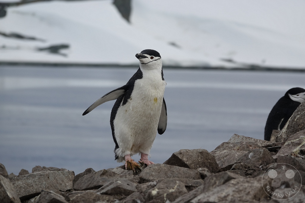 Antarktis - Half Moon Island